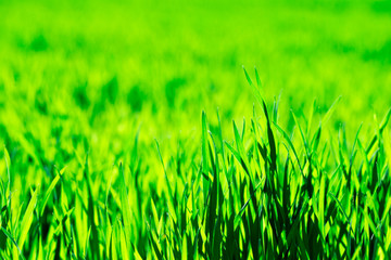 green grass background with selective focus