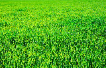 green grass background with selective focus