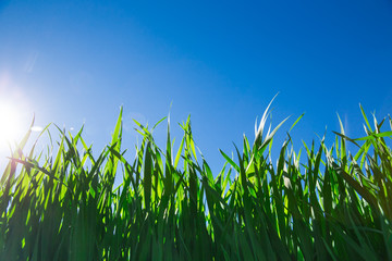 Green grass against the blue sky