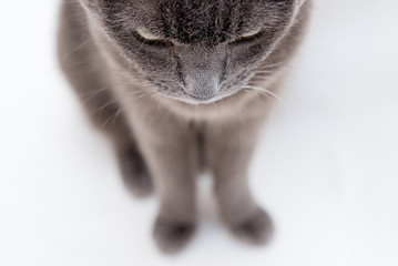 Cat © Joanna