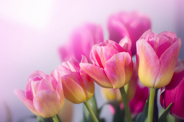 Beautiful pink tulip background