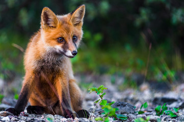 cucciolo di volpe in norvegia d'estate