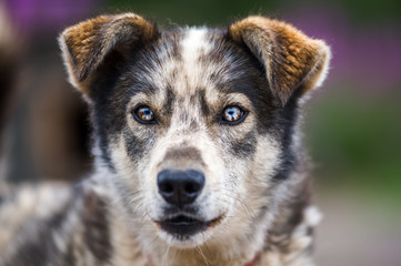 husky, cani da gara su slitta in norvegia d'estate
