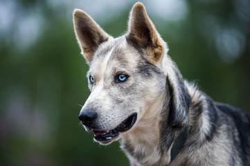 husky, cani da gara su slitta in norvegia d'estate