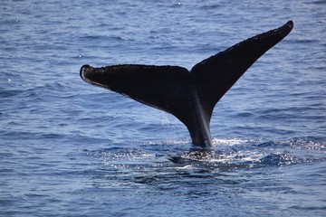 Whale Tail
