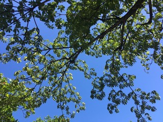 Contraste da árvore com o céu