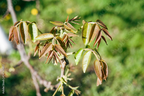 Welcome Spring The Leaves Of Young Walnut Tree Begin To Welcome Spring The Leaves Of Young Walnut Tree Begin To