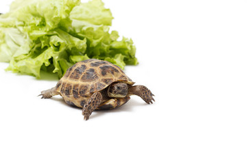 Naklejka premium Central Asian land tortoise, turtle on white background