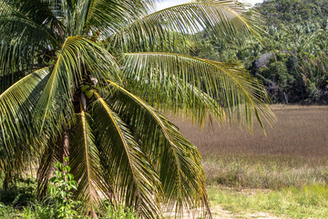 Obraz na płótnie Canvas Coconut plantation in the north coast of Bahia, in the northeastern region of Brazil