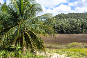 Obraz na płótnie Canvas Coconut plantation in the north coast of Bahia, in the northeastern region of Brazil
