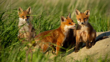 Naklejka na ściany i meble Red fox, vulpes vulpes, small young cubs near den curiously watching around. Cute little wild predators in natural environment playing. Baby animals in nature