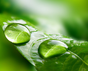 Macro Large raindrops on a leaf in tropical forest.