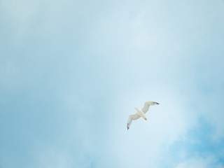 Seagull in blue sky bottom view