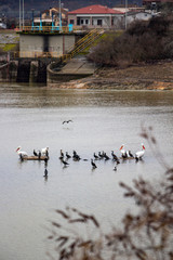 Cormorants, Dalmatian pelicans and seagulls at the dam of Lake Kerkini on Strymonas River in winter