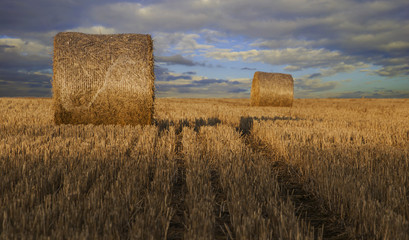 Cylindrical straw bales