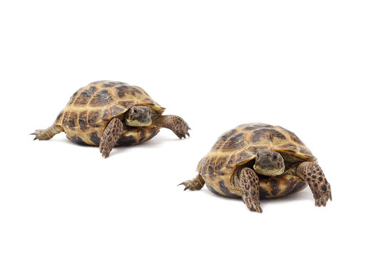 Two land tortoises on a white background. Valentine's Day. Love. Couple.