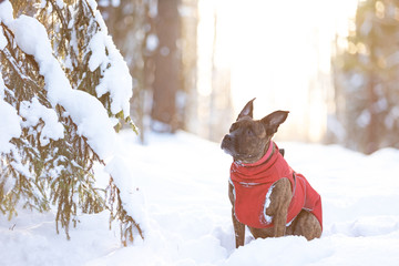 Serious tiger dog walks outdoor at winter