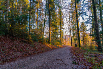 Forest trail through park in magic sunset light