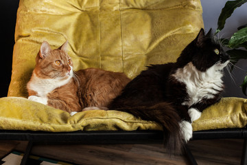 two domestic cats, in a yellow chair. One turned away, the other sadly looks at his friend. Difficult characters of animals and peculiarities of interrelations. Conflict situation in a pair