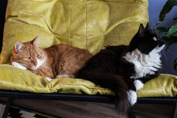 two domestic cats, red and black and white, in a chair. One turned away, the other sad. Difficult characters of animals and peculiarities of interrelations. Conflict situation in a pair
