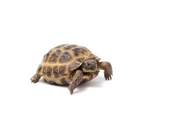 Central Asian land tortoise, turtle on white background