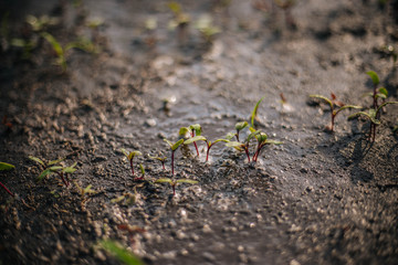 Sprouts of beets in the garden. After watering. Ecological product. Wet land