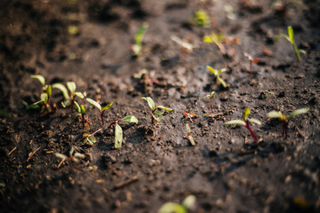 Sprouts of beets in the garden. After watering. Ecological product. Wet land
