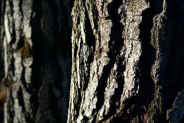 Close-up view of pine logs, sunset in winter