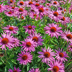 Fototapeta premium Roter Sonnenhut, Echinacea purpurea