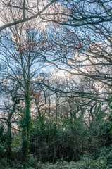 Conservation volunteers protected and improved green spaces