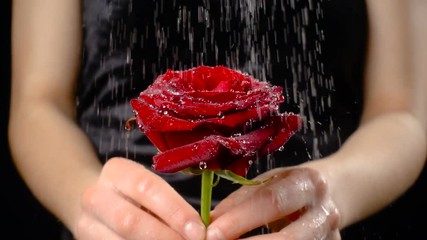 Girl's hands holding wet red rose under rain, slow motion