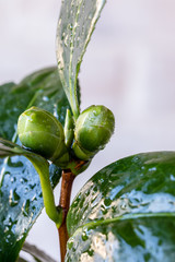 Camellia buds, grown in a pot, before flowering