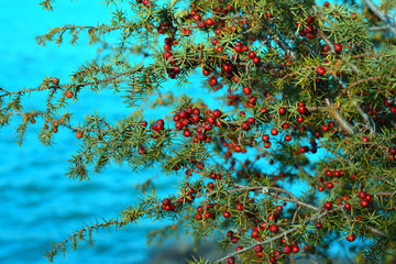 Bacche di ginepro rosse in autunno
