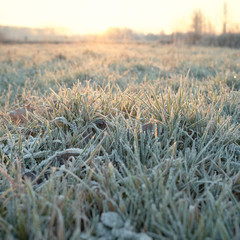 Frozen grass