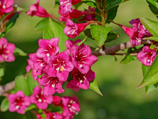 Blühende Weigelie, Weigela