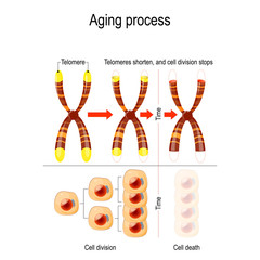 Aging process. Telomeres shorten, and cell division stops.