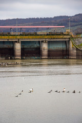 Cormorants, Dalmatian pelicans and seagulls at the dam of Lake Kerkini on Strymonas River in winter