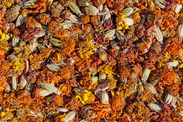 Getrockneter Tagetessamen