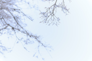 Blurred Background of branches of trees and bushes covered with snow in winter