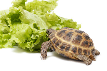 Central Asian land tortoise, turtle on white background