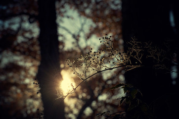 Sun through trees and spiders web