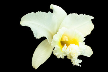 Fototapeta na wymiar White Cattleya orchid Cattleya are orchid with white petals are layer yellow pollen Cattleya have clipping path on black background. 