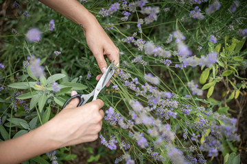 flowering lavender, bee plant, butterfly collect nectar lavender