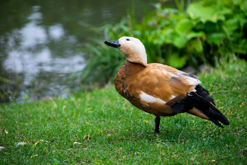 Red duck near the pond