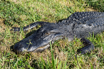 Alligator at Lake Apopka Wildlife Drive, Orlando, Florida