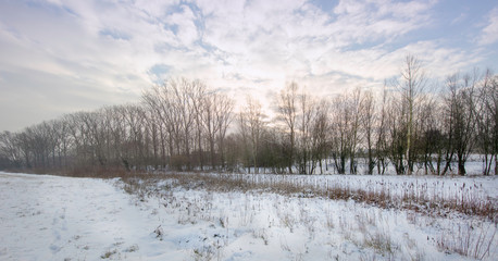 winter landscape with  trees