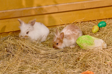 Small rabbits