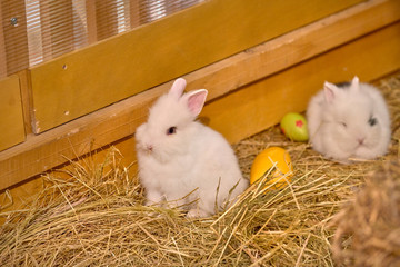 Obraz premium Small rabbits