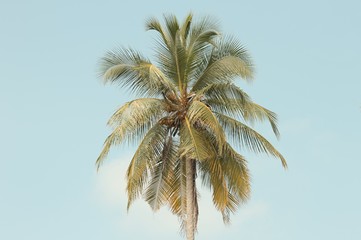 Isolated palm tree with sky background (Ari Atoll, Maldives)