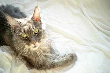 Gray Maine Coon cat lies on bed. The fluffy pet comfortably settled to sleep or to play. Cute cozy background, morning bedtime at home.